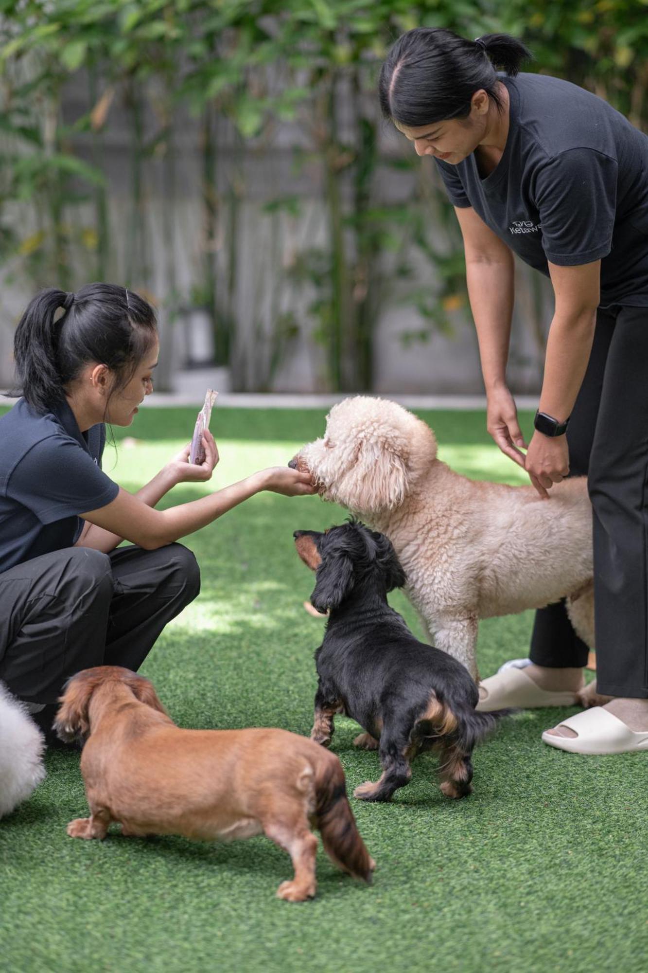 Ketawa Pet Friendly Hotel Chiang Mai Eksteriør billede